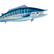 Wahoos Fish House